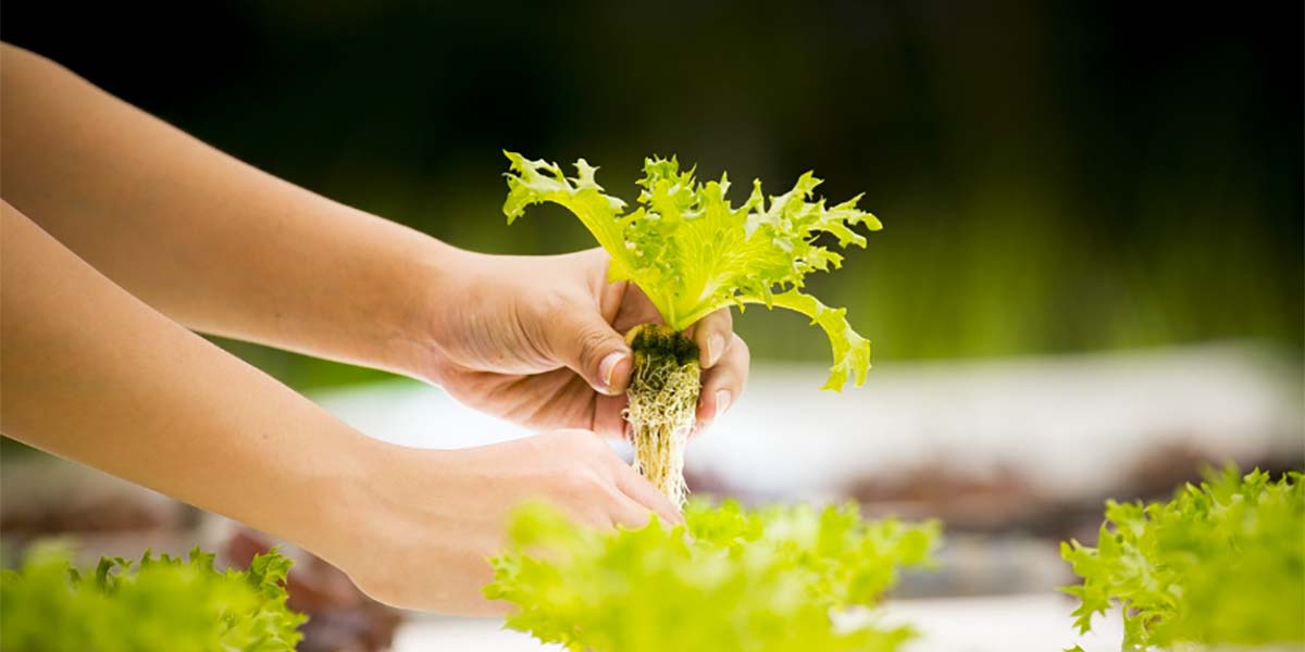 L’elettroagricoltura può cambiare il volto delle produzioni agricole